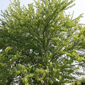 Cercidiphyllum magnificum - Katsura tree 