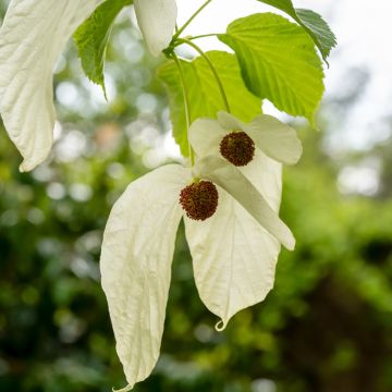 Davidia involucrata var. vilmoriniana - Dove Tree