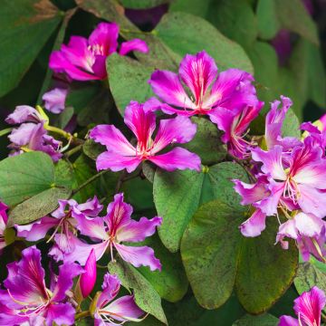 Bauhinia purpurea - Orchid tree