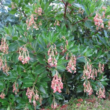 Arbutus unedo Rubra - Strawberry Tree