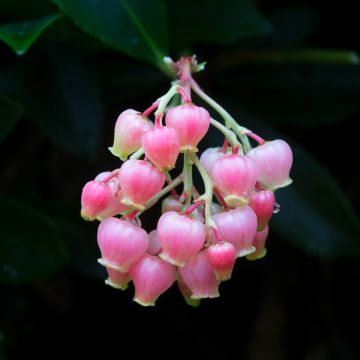 Arbutus unedo Rubra - Arbousier