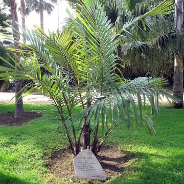 Arenga englerii - Taiwan Sugar Palm