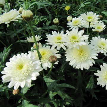 Argyranthemum Powder Puff - Marguerite