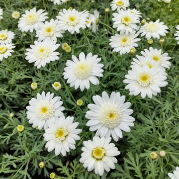 Argyranthemum Qinta White - Marguerite bush