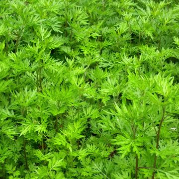 Mugwort - Artemisia vulgaris