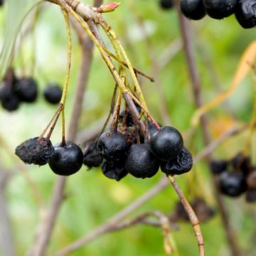 Aronia melanocarpa Autumn Magic NOBLE®