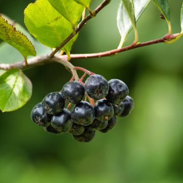 Aronia melanocarpa Professor Ed