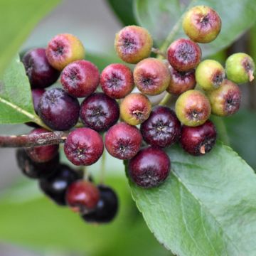 Aronia x prunifolia 'Nero' 