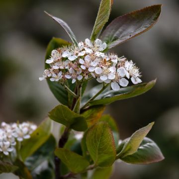 Aronia prunifolia Viking