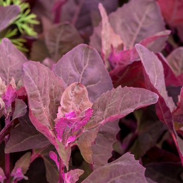 Red Orach