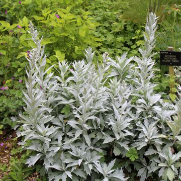 Artemisia ludoviciana Valerie Finnis