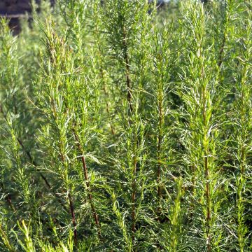 Cola Plant - Artemisia abrotanum var. maritima