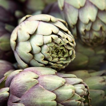 Artichoke Violet de Provence - Cynara scolymus