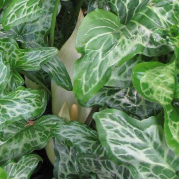 Arum italicum Marmoratum - Italian arum