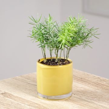 Asparagus sprengeri  - Sprenger's asparagus