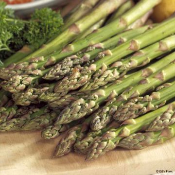 Mary Washington Green Asparagus - Asparagus officinalis