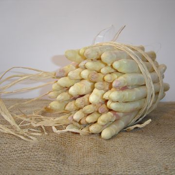 Emma Asparagus crowns - Asparagus officinalis