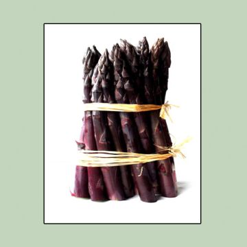 Jacq Ma Asparagus crowns - Asparagus officinalis