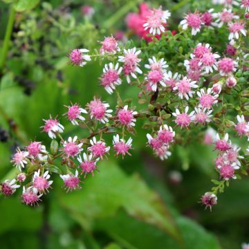 Aster lateriflorus Horizontalis