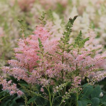 Astilbe Younique Silvery Pink - False Spirea