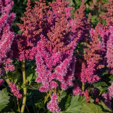 Astilbe chinensis Visions - Chinese Astilbe