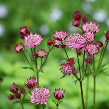 Astrantia major Claret - Great Masterwort