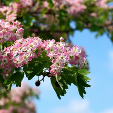 Crataegus Princesse Sturdza - Midland Hawthorn