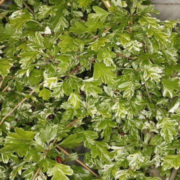 Crataegus monogyna Variegata - Hawthorn