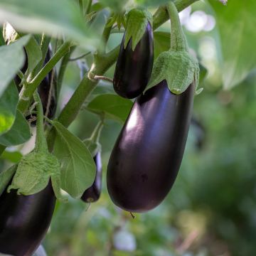 Aubergine Avan HF1 (Création Vilmorin) - Vilmorin