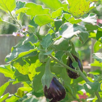 Aubergine Black Beauty organic seeds