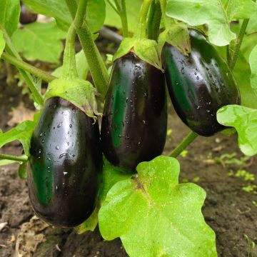 Aubergine Bonica F1 - Eggplant