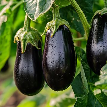 Aubergine Monstrueuse De New-York AB - Ferme de Ste Marthe