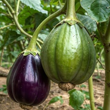 Aubergine Rotonda Bianca Sfumata Di Rosa - Ferme de Sainte Marthe seeds