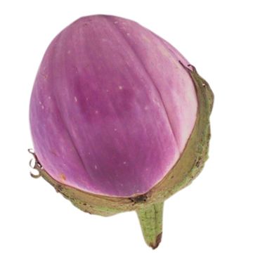 Aubergine Rotonda Bianca di Sfumata - Eggplant