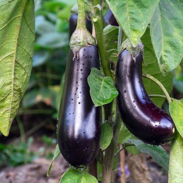 Aubergine de Barbentane - Ferme de Sainte Marthe seeds