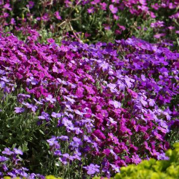 Aubriète Cascade en mélange - Aubrieta x cultorum