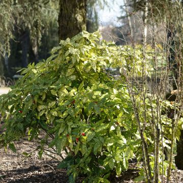 Aucuba japonica Crotonifolia - Aucuba du Japon panaché.