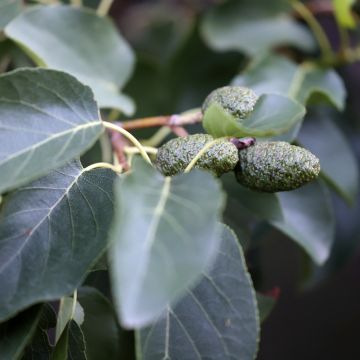 Aulne de Corse - Alnus cordata