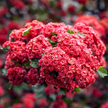 Crataegus monogyna (x) media) Tortuosa Charlier - Hawthorn