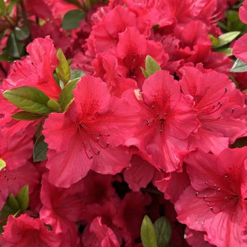 Azalea japonica Vuyks Scarlet