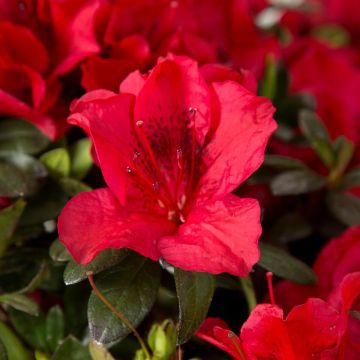 Rhododendron (Azalea)  ENCORE® Autumn Fire 'Roblez'