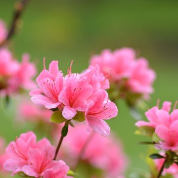 Rhododendron (Azalea)  Sylvester