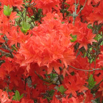 Rhododendron (Azalea) (x) molle Koster's Brilliant Red 
