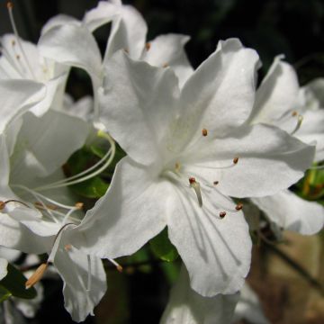 Rhododendron (Azalea) obtusum (japonica) Palestrina 