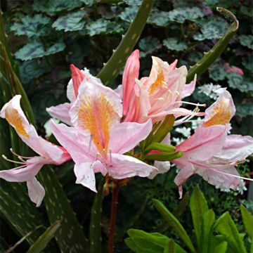 Rhododendron occidentale Delicatissima - Western Azalea
