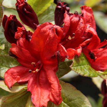 Rhododendron (Azalea) (x) luteum Nabucco