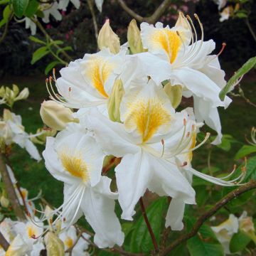 Rhododendron (Azalea) (x) molle Persil