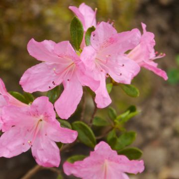 Rhododendron (Azalea) japonica GILBERT MULLIE
