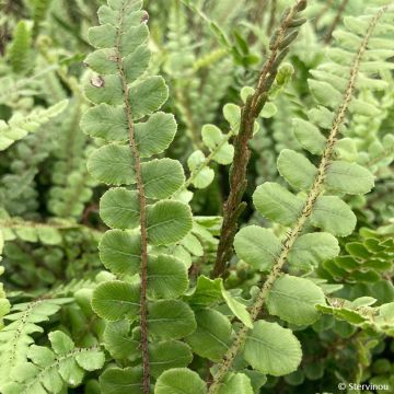 Blechnum fluviatile - Ray water fern