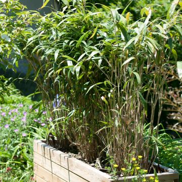 Pseudosasa japonica - Metake Bamboo